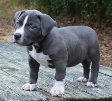 Puppies for sale , pit bull terrier - Lithuania, Gargzdai