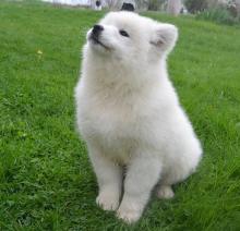 Puppies for sale samoyed dog (samoyed) - Kazakhstan, Shymkent