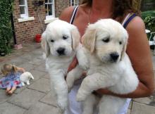 Puppies for sale , golden retriever - Denmark, Kopenagen