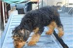 Puppies for sale welsh terrier - Italy, Brescia