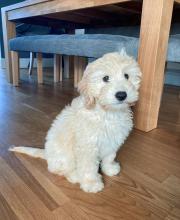 Puppies for sale , cockapoo - Germany, Gera