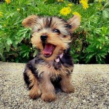 Puppies for sale , yorkshire terrier - Canada, Alberta, Edmonton