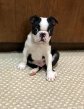 Puppies for sale boston terrier - Ireland, Cork
