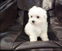 Puppies for sale maltese - Ireland, Cork