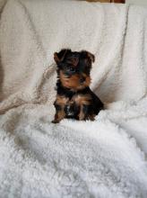 Puppies for sale yorkshire terrier - Czech Republic, Ostrava
