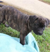 Puppies for sale , cane corso - Ireland, Dublin