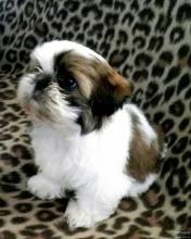 Puppies for sale shih tzu - Ireland, Cork