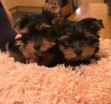 Puppies for sale , yorkie - Italy, Bergamo