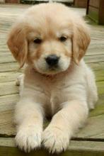 Puppies for sale golden retriever - Ireland, Cork