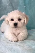 Puppies for sale shih tzu - Canada, Alberta, Calgary