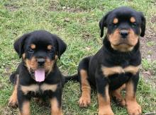 Puppies for sale rottweiler - Spain, Oviedo