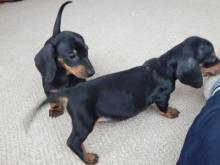 Puppies for sale dachshund - Netherlands, Amsterdam