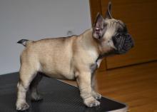 Puppies for sale french bulldog - USA, Rhode Island