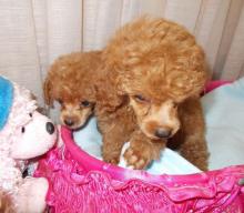 Puppies for sale toy-poodle - Latvia, Aluksne