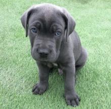 Puppies for sale other breed - Canada, Alberta, Calgary