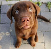 Puppies for sale , labrador - Canada, Alberta, Edmonton