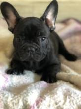 Puppies for sale french bulldog - Sweden, Mutal. Price 155 €