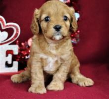 Puppies for sale , cavapoo - Austria, Vienna. Price 11 €