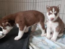 Puppies for sale afghan hound, alaskan malamute - Sweden, Mutal. Price 10 €