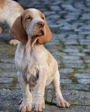 Puppies for sale brakko italiano - Denmark, Odense