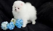 Puppies for sale pomeranian spitz - Netherlands, NEC. Price 10 €