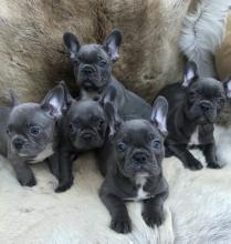 Puppies for sale french bulldog - USA, Utah