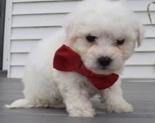 Puppies for sale bichon - Germany, Augsburg