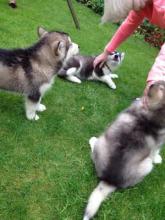 Puppies for sale , alaskan malamute - Slovenia, Zagreb. Price 10 €