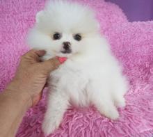 Puppies for sale pomeranian spitz - Latvia, Balvi