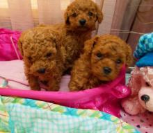 Puppies for sale toy-poodle - Austria, Linz