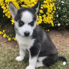 Puppies for sale , siberian husky - United Kingdom, Darlington