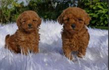 Puppies for sale poodle - United Kingdom, Cambridge