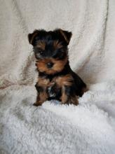 Puppies for sale yorkshire terrier - Russia, Find