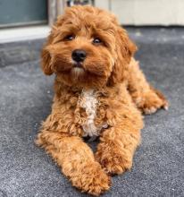 Puppies for sale , cavapoo - Germany, Leipzig