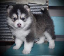 Puppies for sale , siberian husky puppies - United Kingdom, Glasgow