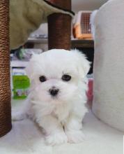 Puppies for sale maltese - Malta, Valletta