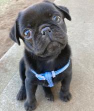 Puppies for sale pug - Netherlands, Hemstede