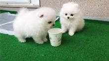 Puppies for sale pomeranian spitz - United Kingdom, Cambridge