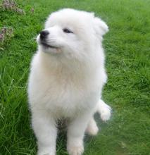 Puppies for sale samoyed dog (samoyed) - Latvia, Limbazhi