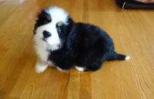 Puppies for sale , bernese mountain dog - Germany, Trier