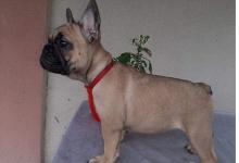 Puppies for sale french bulldog - USA, Arizona