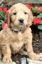 Puppies for sale , goldendoodles - Poland, Bytom