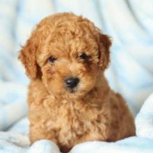 Puppies for sale , cockapoo - Kyrgyzstan, Bishkek