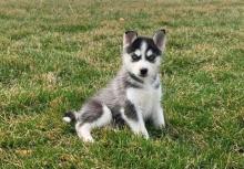 Puppies for sale , siberian husky - France, Calais