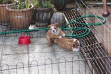 Puppies for sale english bulldog - Germany, Dortmund