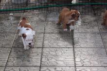 Puppies for sale english bulldog - Germany, Giessen