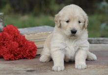 Puppies for sale , golden retriever - Canada, Ontario, Kitchener