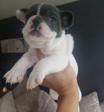 Puppies for sale french bulldog - USA, Rhode Island