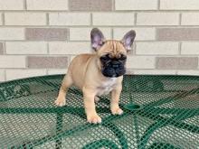 Puppies for sale french bulldog - Hungary, Budapest