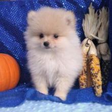 Puppies for sale pomeranian spitz - Cyprus, Nicosia